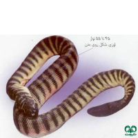 گونه مار دریایی کوتاه Short Sea Snake